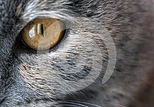 Closeup Yellow Cat Eye with Gray Fur