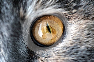 Closeup Yellow Cat Eye with Gray Fur