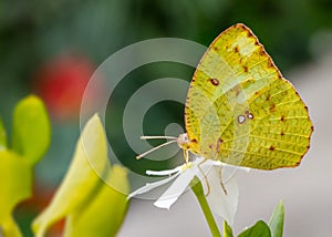 Closeup of a yellow Catopsilia Florella butterfly, standing on a white petal flower in the garden