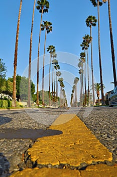 Closeup of yellow centerline on cracked avenue with rows of tall palm trees on both sides