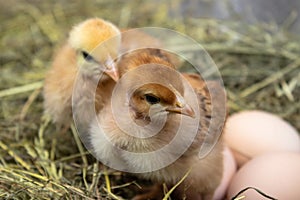 Closeup of yellow chickens in the nest, yellow little chickens, fresh egg in the nest on the farm. Poultry farming