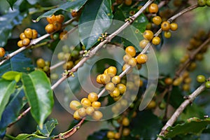 Closeup yellow coffee fruit