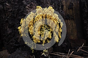 Closeup of the yellow-colored dog vomit slime mold on the tree bark