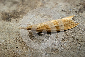 Closeup on a yellow colored wainscot or reed veneer moth, Chilo phragmitella sitting on a stone photo