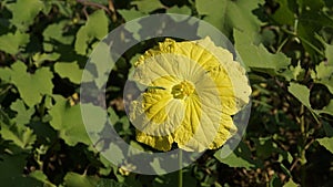 Closeup of yellow colour flower from plant Luffa cylindrical also known as Sponge gourd, Climbing okra, Dish cloth,Dishrag,