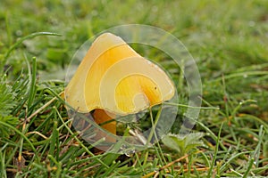 Closeup on a yellow, conical waxy cap mushroom, Hygrocybe acutoconica