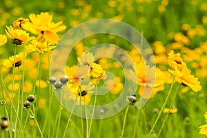 Closeup of  the yellow coreopsis flower blooming