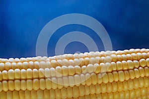 Closeup of yellow corn kernels, set in neat rows