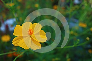 Closeup Yellow Cosmos flower background