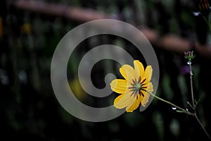 Closeup yellow cosmos flower in the garden and black background