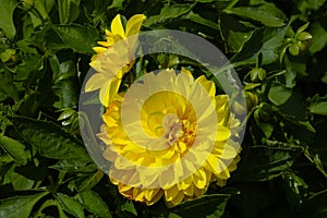 Closeup of yellow Cutleaf coneflowers with lush green leaves i the garden