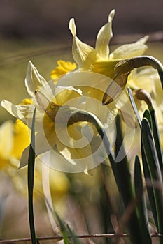 Closeup of yellow daffodil flowers in the field (Narcissus pseudonarcissus)