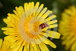 Closeup of a Yellow Dandalion with a Ladybug on it.