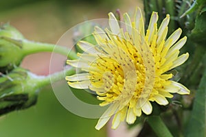 Closeup of a yellow dandelion flower, stamen and pollen