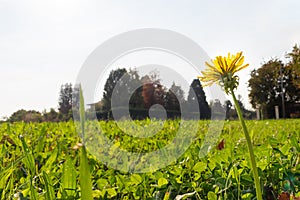 Closeup of yellow dandelion in the grass of a field