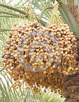 Closeup of yellow and dark brown ripen dates