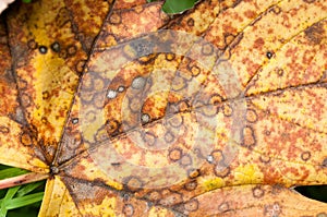 Closeup of a yellow dry leaf