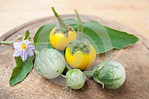 Closeup yellow eggplants on chopping block Solanum aculeatissimum Jacq