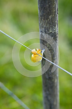 Closeup of yellow electric fence isolator for gate protection