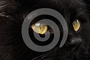 Closeup Yellow Eyes of Black Cat Snout on Background photo
