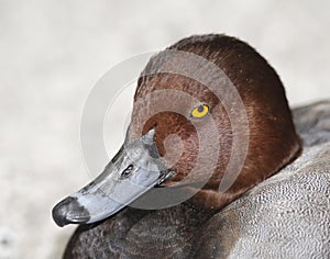 Closeup of the yellow eyes of a wild duck