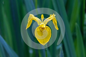 Closeup of a yellow flag iris flower in Isabella Plantation, a w