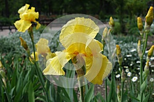 Closeup of yellow flower of bearded iris in May