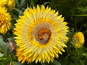 Closeup of yellow flower blossom bracteantha dreamtime jumbo with green leaves background focus on upper petals