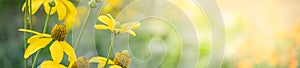 Closeup of yellow flower on blurred gereen background under sunlight with bokeh and copy space using as background natural plants