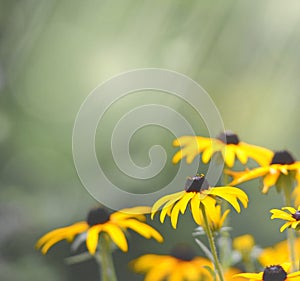 Closeup of yellow flower and blurry background