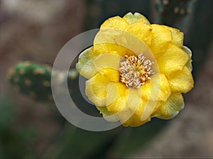 Closeup yellow flower of cactus ,succulent desert plant in garden with soft focus and green blurred background