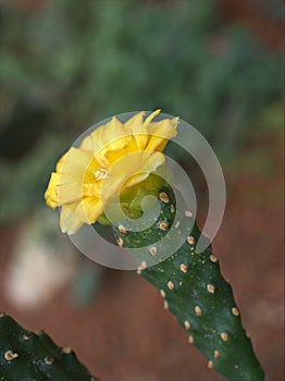 Closeup yellow flower of cactus ,succulent desert plant in garden with soft focus and green blurred background