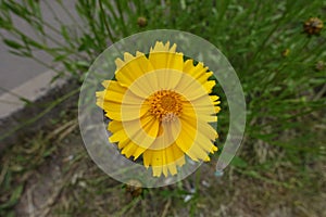 Closeup of yellow flower of Coreopsis lanceolata in June