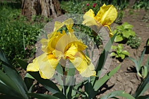 Closeup of yellow flower of german bearded iris