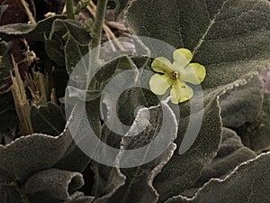 Closeup of a yellow flower on a green leathery leaf at a garden