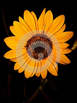 Closeup of a yellow flower and a small ant on it