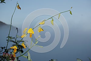Closeup yellow flower of sunhemp or Crotalaria juncea in scientific name
