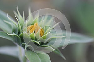 Closeup of yellow flower. Young sunflower in bloom on soft green bokeh background. New life process concept with nature.