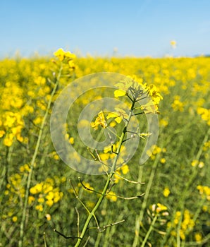 Closeup of yellow flowering rapeseed plants photo