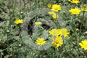 Closeup of yellow flowers of Cota tinctoria Kelwayi photo