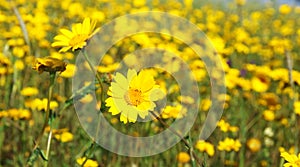Closeup of yellow flowers on field