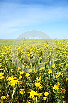 Closeup of yellow flowers on field