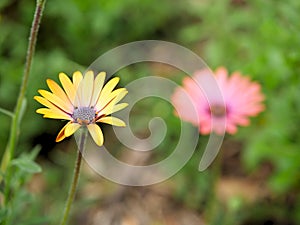 Closeup of yellow flowers with green leaves in a butterfly garden in Santa Barbara California. Macro lens with bokeh for web banne