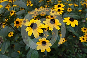 Closeup of yellow flowers of Rudbeckia triloba in August