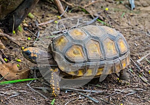 Closeup of a yellow footed tortoise crawling in the sand, Tropical land turtle from America, Reptile specie with a vulnerable