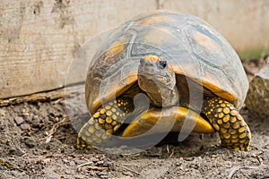 Closeup of a yellow footed tortoise, funny tropical land turtle from America, Reptile with a vulnerable status