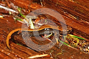 Closeup on the yellow form of the Western redback salamander, Plethodon vehiculum, sitting on redwood