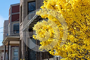 Closeup of Yellow Forsythia Flowers during Spring along the Sidewalk with Homes in Astoria Queens New York