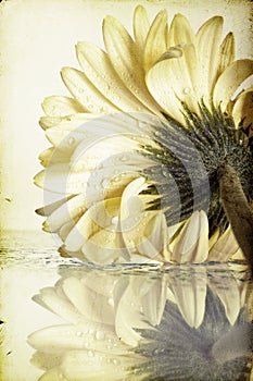 Closeup yellow gerbera daisy flower