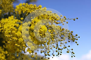 Closeup of yellow Golden Wattle flowers against sky